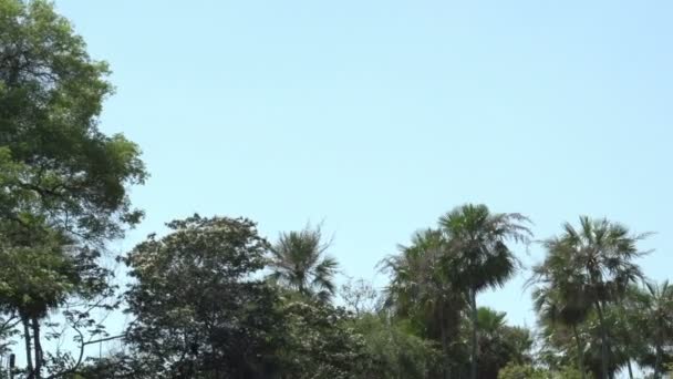 Pantanal, passeios de barco no rio — Vídeo de Stock