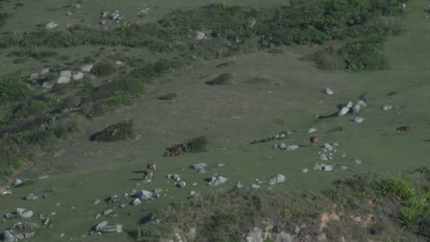 Filmagem Laguna Prados Montanha Com Vacas — Vídeo de Stock