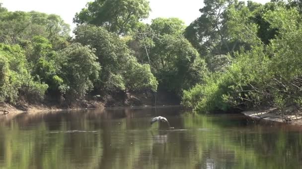 Pantanal, canotage sur la rivière 