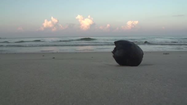 Coco en la playa tropical — Vídeo de stock