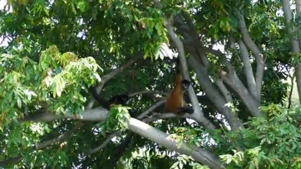 Monkey island on lake of Nicaragua — Stock Video