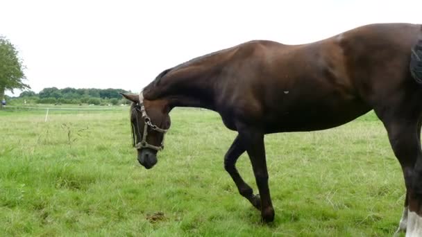 Лошадь ест зеленую траву на газоне — стоковое видео