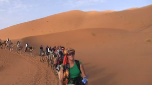 Paseo en camello en Sahara , — Vídeos de Stock