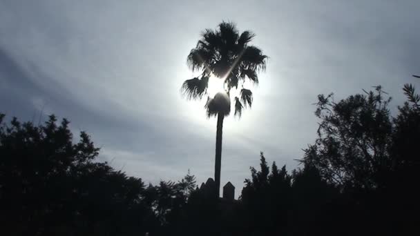 Palm Tree Close Shot — Stok Video