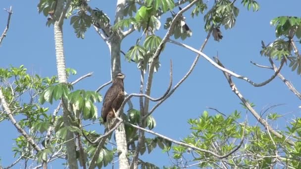 Pantanal Αρπακτικών Πουλιών Στο Δέντρο Μπλε Ουρανό — Αρχείο Βίντεο