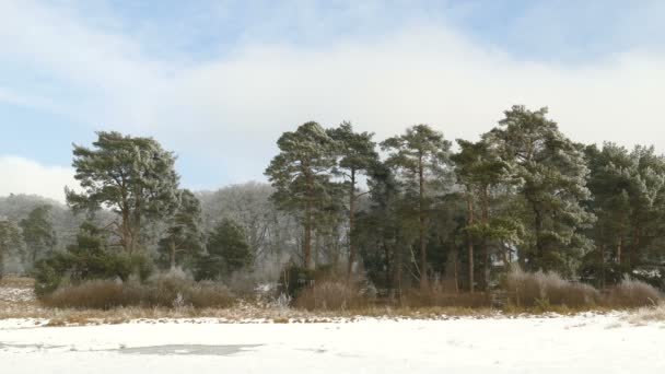 Alberi ghiacciati nel paesaggio invernale — Video Stock