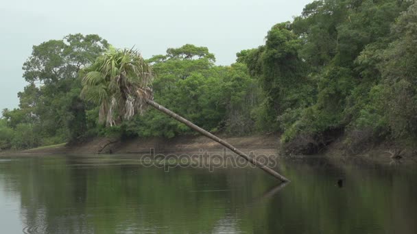 Pantanal, Bootfahren auf dem Fluss — Stockvideo