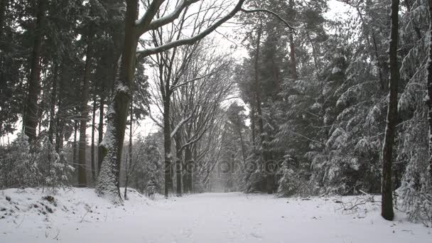 Paisagem de inverno na Holanda — Vídeo de Stock