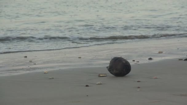 Kokos på tropical beach — Stockvideo