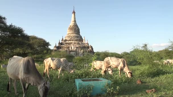 Pagode in bagan, myanmar — Stockvideo
