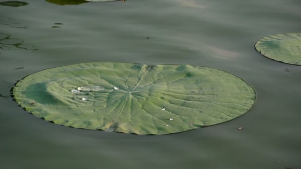 Kapka vody na lily pad — Stock video