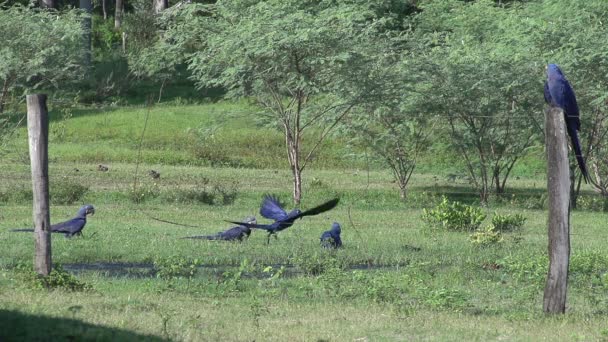 Pantanal Araras Jacinto Anodorhynchus Hyacinthinus — Vídeo de Stock