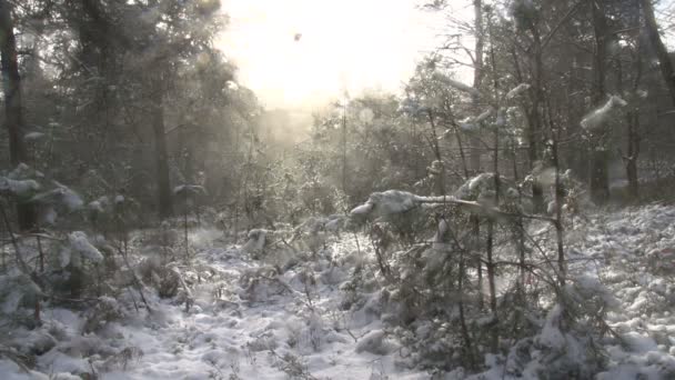Winterlandschaft in den Niederlanden — Stockvideo