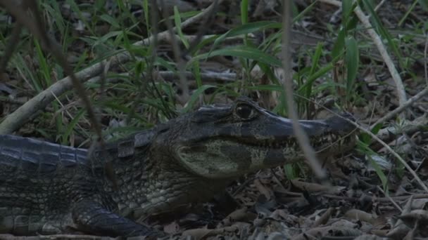 Yacare sauvage caïman 