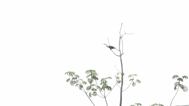 Pantanal Limitovaný Heron Stromu Letí Pryč Slowmotion — Stock video