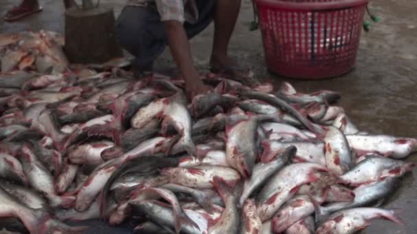 Mandalay Spousta Ryb Podlaze Rybím Trhu — Stock video