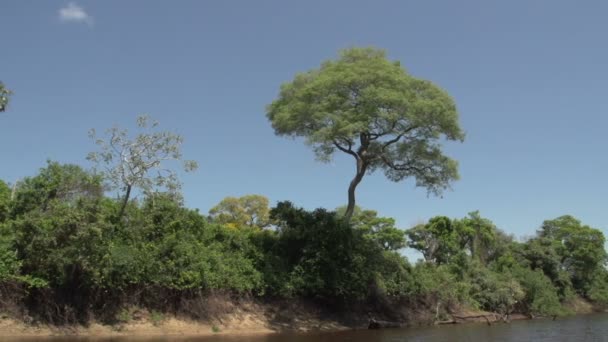 Пантанал, гребля на річці — стокове відео