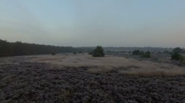 Hollandalı peyzaj üzerinde uçmak 