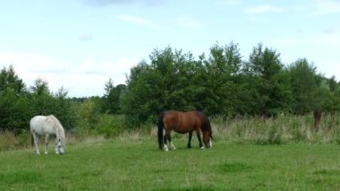 çim çim yeme atlar     