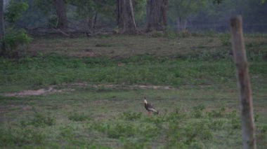 Pantanal, gündoğumu, manzara görüntüleri