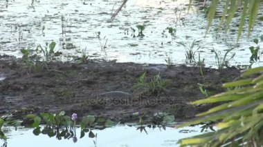 Vahşi Yacare caiman