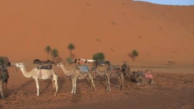 Develer Sahara, Fas  