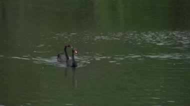 sao paulo Ibirapuera Parkı