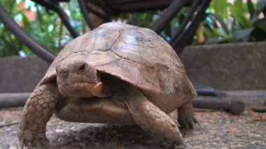 Masanın altından vahşi kaplumbağa