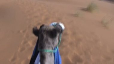 Sahara deveye binmek