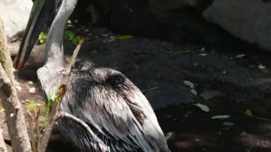 Pelikan Adası kıyısında  