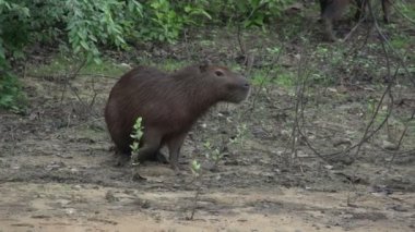 Pantanal, Capibara (Hydrochoerus hydrochaeris) 