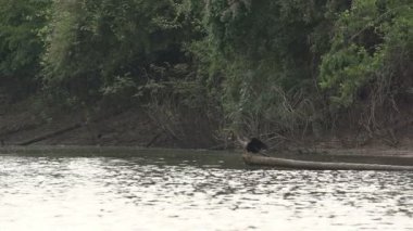 Pantanal, Nehri üzerinde tekne