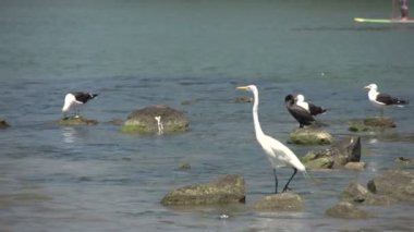 Laguna, Göl Manzaralı