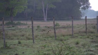 Pantanal, gündoğumu, manzara görüntüleri