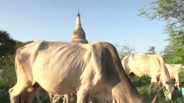 Pagoda ve inek önde