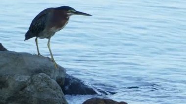 kuş balık için arıyorsunuz  