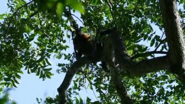 Uluyan maymun ağaçlarda yeme