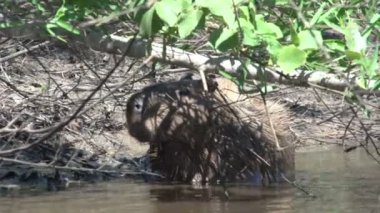 Pantanal, Capibara (Hydrochoerus hydrochaeris) 