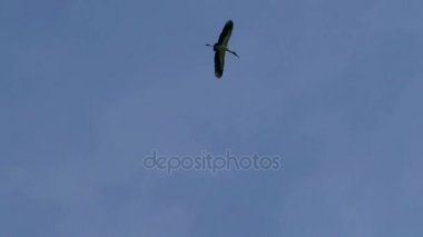 Gökyüzünde uçan ak balıkçıl