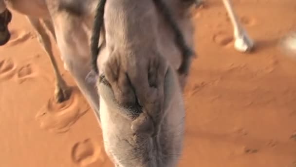 Velbloudí jízda v Sahara, — Stock video