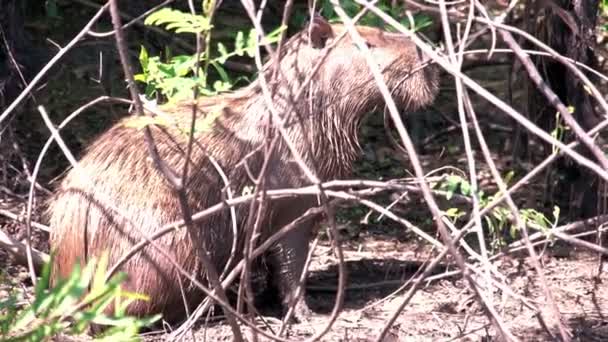 Pantanal Capibara Hydrochoerus Hydrochaeris — Vídeos de Stock