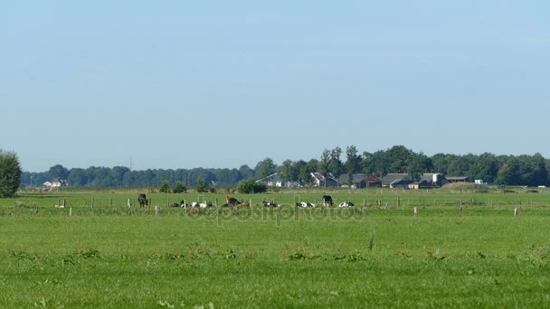 Niederländische Landschaft mit Kühen — Stockvideo