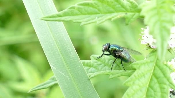 Vliegen wrijven benen op blad — Stockvideo