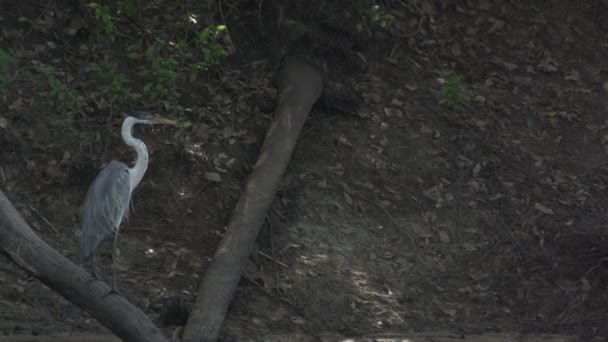 Grand oiseau sur l'arbre dans l'eau , — Video