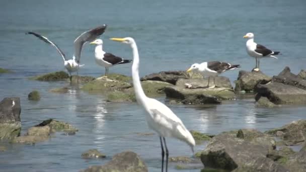 Laguna, výhledem na jezero — Stock video