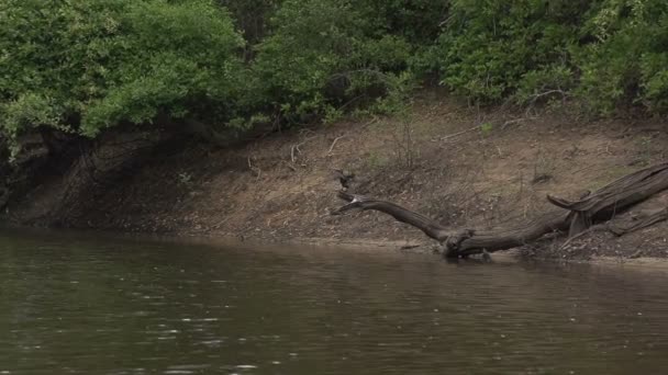 Pantanal, boating on river — Stock Video