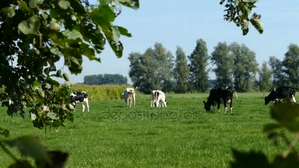 Paysage néerlandais avec vaches  