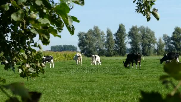 Dutch landscape with cows — Stock Video