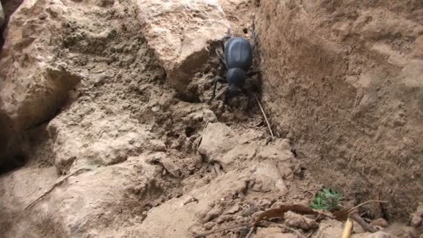 砂で大きなカブトムシ — ストック動画