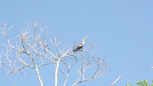 Pantanal, großer vogel auf baum — Stockvideo